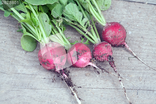 Image of radish