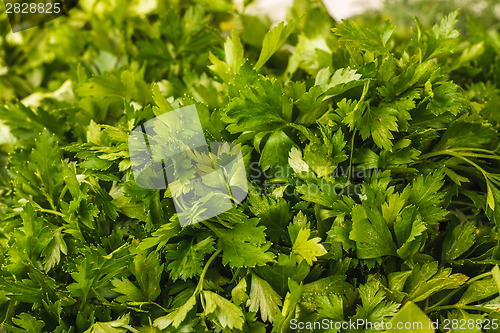 Image of Fresh Parsley Bunch