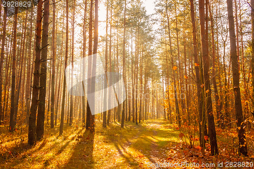 Image of Colorful Autumn Trees In Forest
