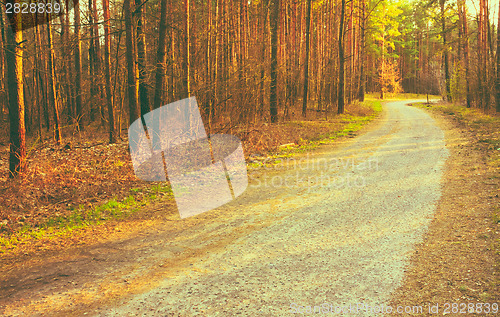 Image of Forest road sunset sunbeams