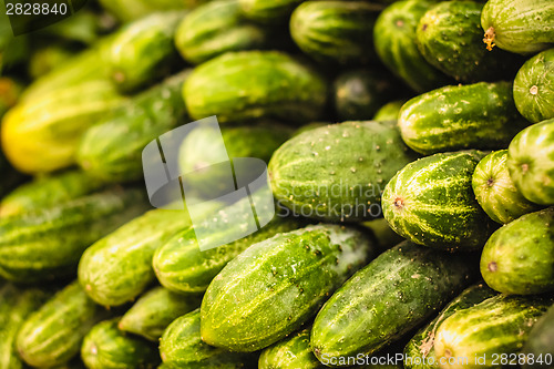 Image of Fresh Green Cucumbers 