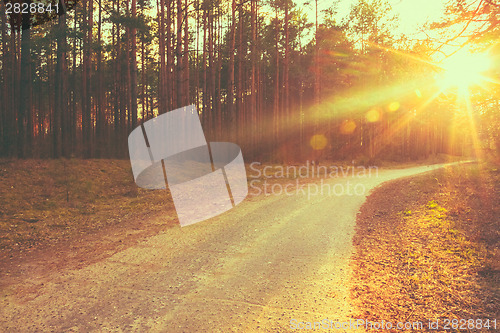 Image of Forest road sunset sunbeams