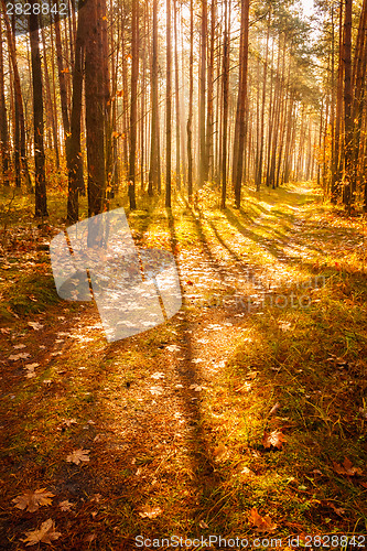 Image of Colorful Autumn Trees In Forest