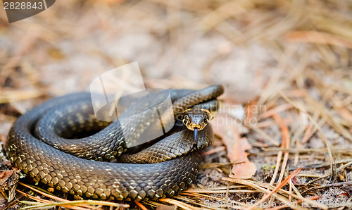 Image of Grass-snake, adder in early spring