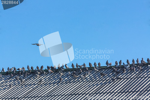 Image of Doves In A Row On Rooftop