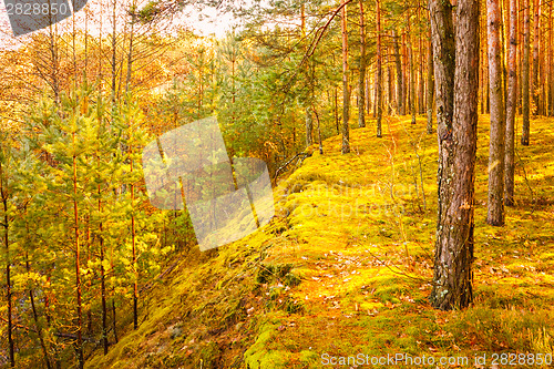 Image of Colorful Autumn Trees In Forest