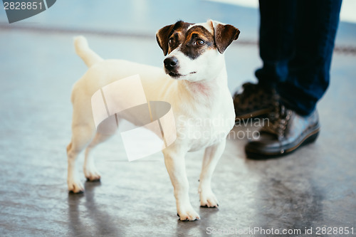 Image of Dog jack russel terrier