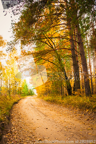 Image of Colorful Autumn Trees In Forest