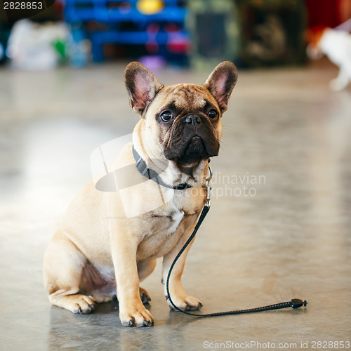 Image of Dog French Bulldog