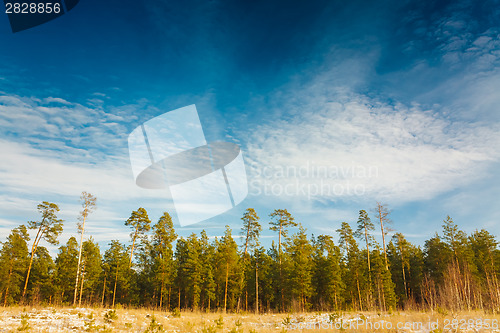 Image of First Snow Covered The Dry Yellow Grass In Forest