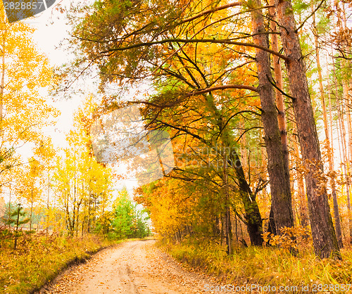 Image of Colorful Autumn Trees In Forest