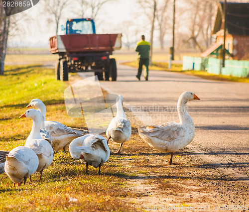 Image of Geese On Green Grass