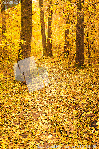 Image of Colorful Autumn Trees In Forest