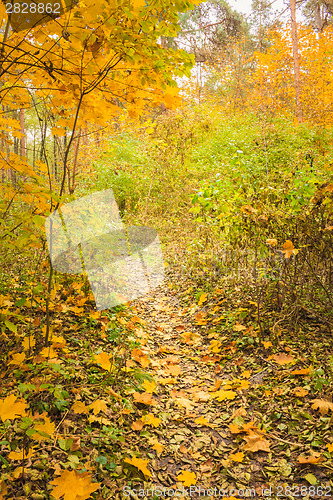 Image of Colorful Autumn Trees In Forest