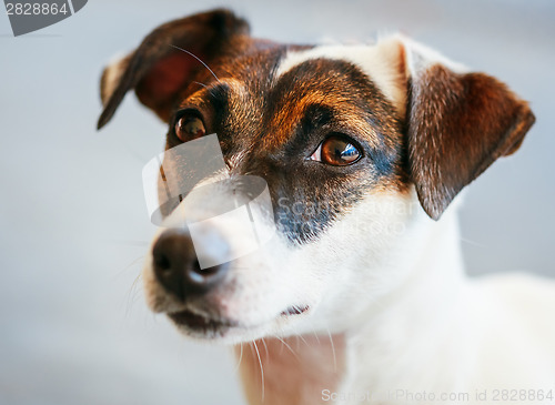 Image of Dog jack russel terrier