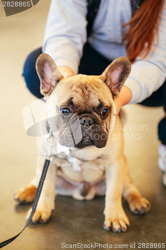 Image of Dog French Bulldog