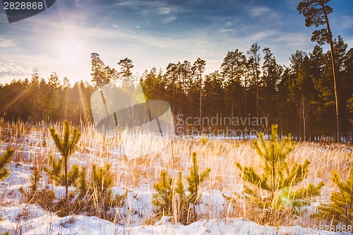 Image of First Snow Covered The Dry Yellow Grass In Forest