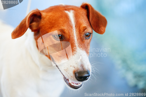 Image of Dog jack russel terrier