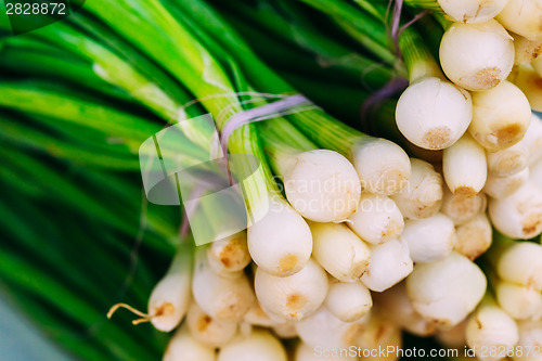 Image of Fresh organic young raw green onion for selling at vegetable mar