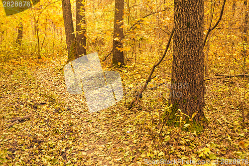 Image of Colorful Autumn Trees In Forest