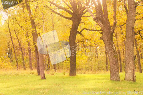 Image of Dawn in old autumn oak forest