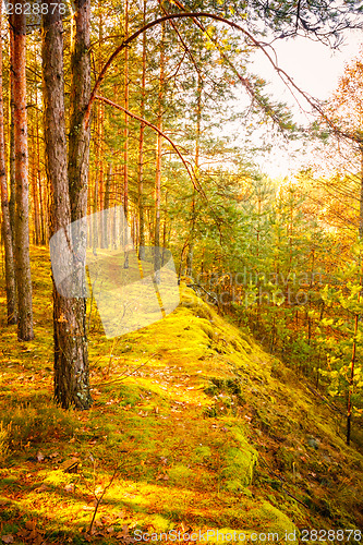 Image of Colorful Autumn Trees In Forest