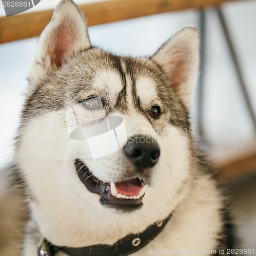 Image of Gray Adult Siberian Husky Dog (Sibirsky husky) 