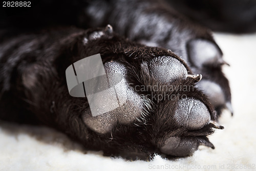 Image of Dog labrador paw with pads