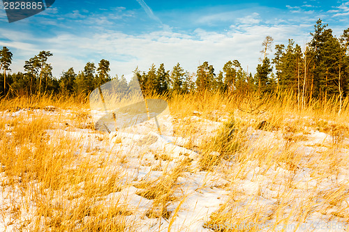 Image of First Snow Covered The Dry Yellow Grass In Forest