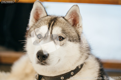 Image of Gray Adult Siberian Husky Dog (Sibirsky husky) 