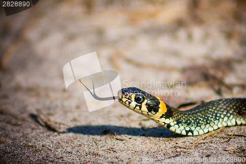 Image of Grass Snake - Natrix Natrix