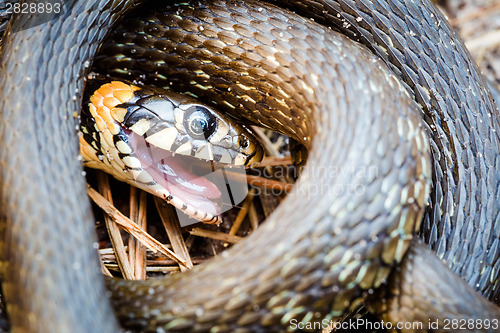 Image of Grass-snake, adder in early spring