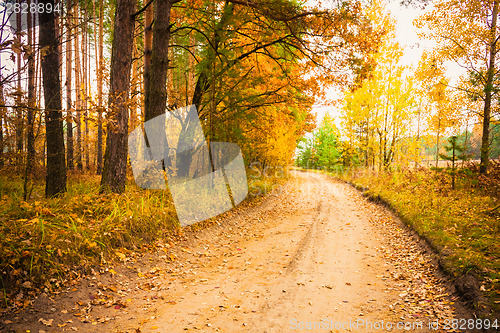 Image of Colorful Autumn Trees In Forest