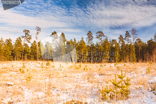 Image of First Snow Covered The Dry Yellow Grass In Forest