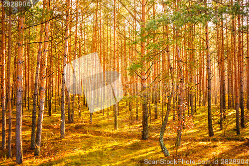 Image of Colorful Autumn Trees In Forest