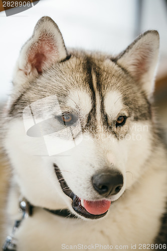 Image of Gray Adult Siberian Husky Dog (Sibirsky husky) 