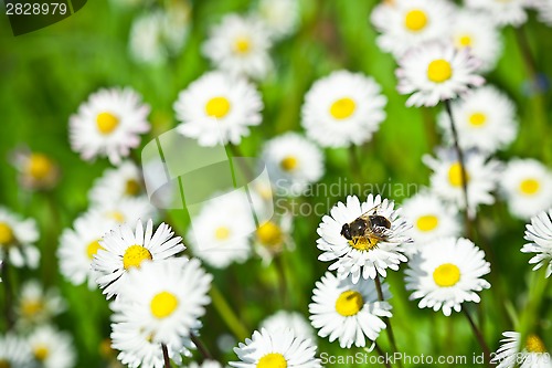 Image of chamomile flowers field 