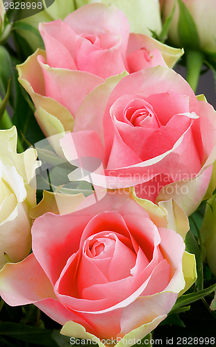 Image of Pink Roses