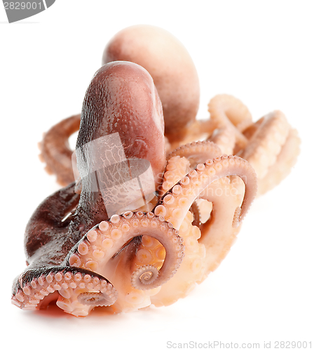 Image of Octopuses