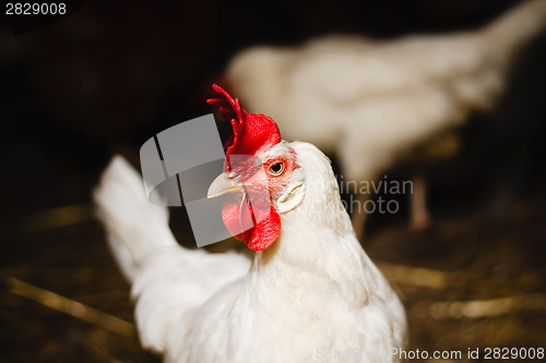 Image of White Chicken Looking Out Of The Barn