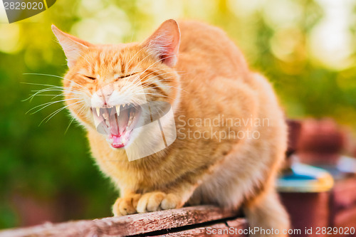 Image of Red Cat Sitting On The Fence And Roaring Or Yawning