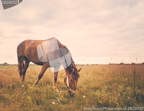 Image of Horse On Green Grass 