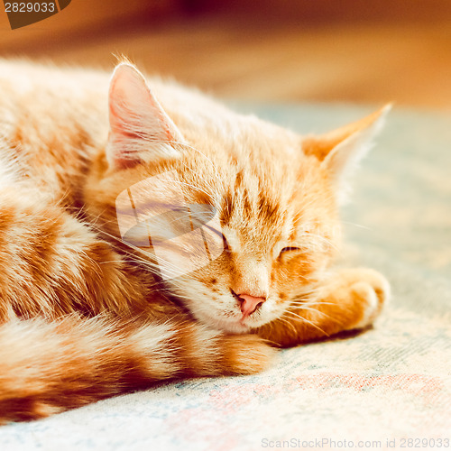 Image of Little Red Kitten Sleeping On Bed