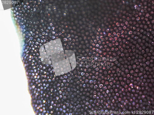Image of Geranium flower micrograph