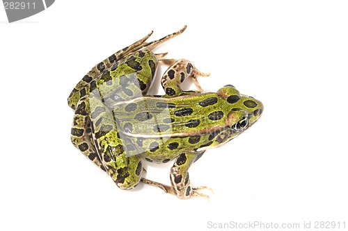 Image of Green Frog