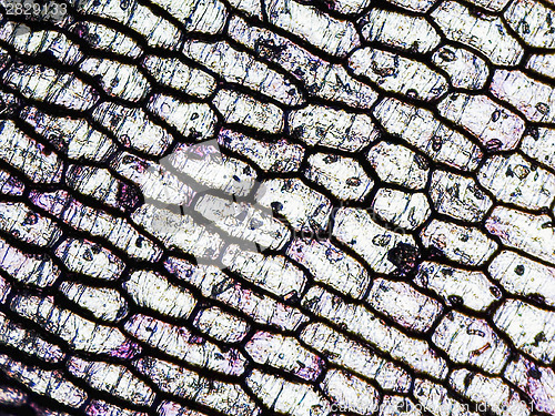 Image of Onion epidermus micrograph