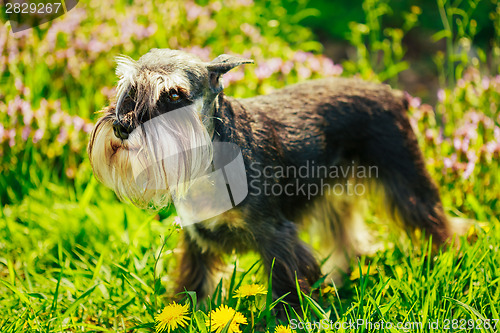 Image of Miniature Schnauzer Dog Sitting In Green Grass Outdoor