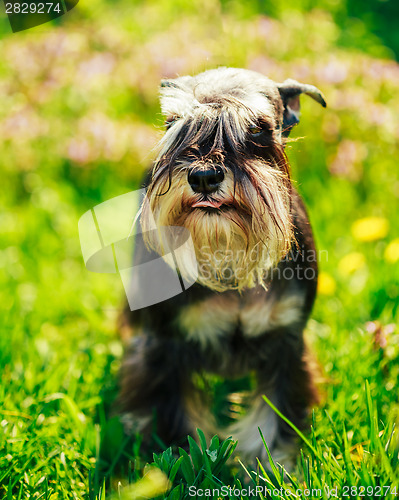 Image of Miniature Schnauzer Dog Sitting In Green Grass Outdoor