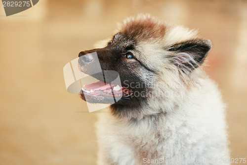 Image of Gray Keeshound, Keeshond, Keeshonden dog (German Spitz)