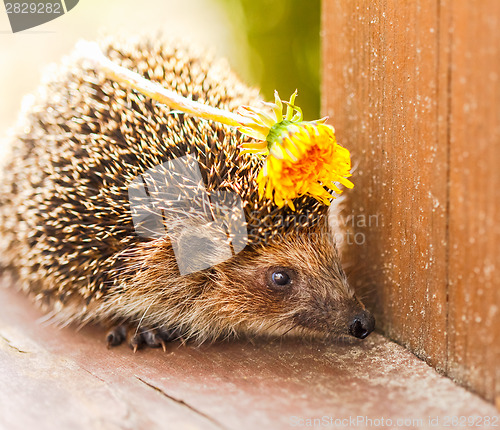 Image of Hedgehog